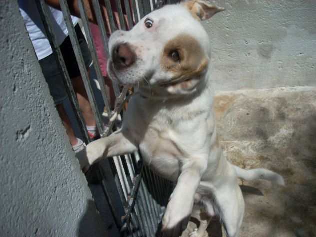 JUMP, bellissimo mix pitbull - Foto 4