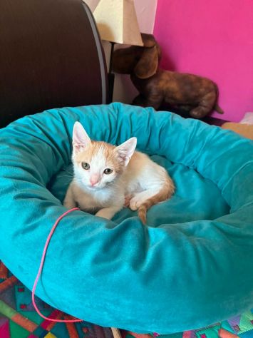 Bijou gattina - Foto 3
