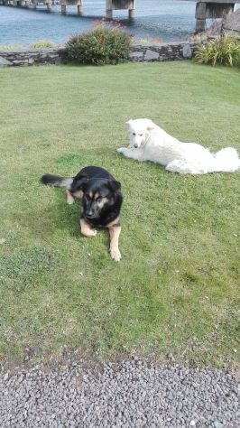 Dogsitter