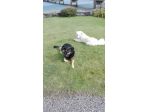 Dogsitter