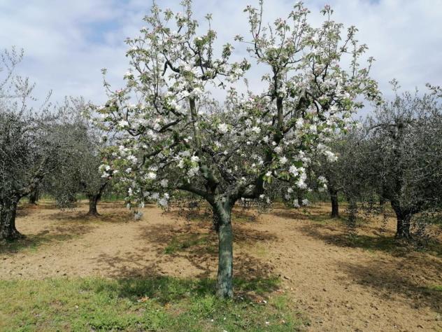 Terreno agricolo in vendita a Perignano - Casciana Terme Lari 10260 mq Rif: 1319002 - Foto 5