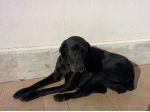 NERINA, un angelo in cerca di casa