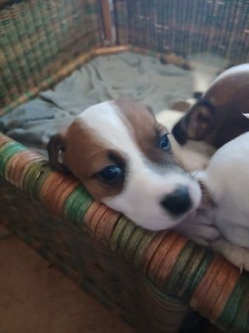 cuccioli jack russel russell terrier - Foto 5