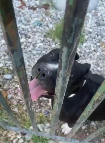 Amstaff/Bully 3anni SFIGATO 4ABBANDONI,IN BOX H 24!MANTOVA URGENTEEEE - Foto 7
