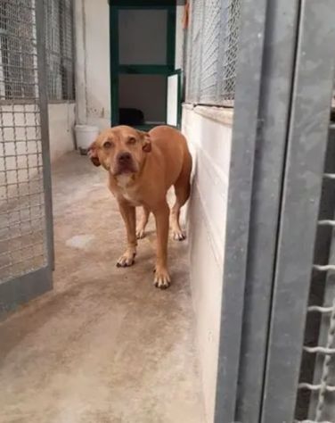 Pitbull Red Nose adulta arrivata a Milano anni fa e tornata a Napoli IN CANILE! - Foto 6
