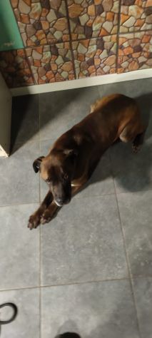 THOR, 5 ANNI (08/09/20), TAGLIA MEDIA, COSTRETTO A CERCARE UNA NUOVA CASA! - Foto 3