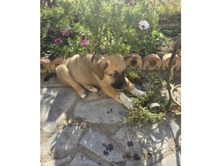 Cucciolo da adottare
