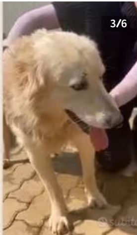 Mix Maremmano/Golden 6anni gli han tagliato coda ed orecchie da cuccioloCALABRIA - Foto 3