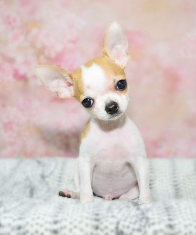 CHIHUAHUA TOY CUCCIOLI- pagamento fino a 12 mesi