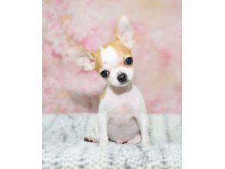 CHIHUAHUA TOY CUCCIOLI- pagamento fino a 12 mesi