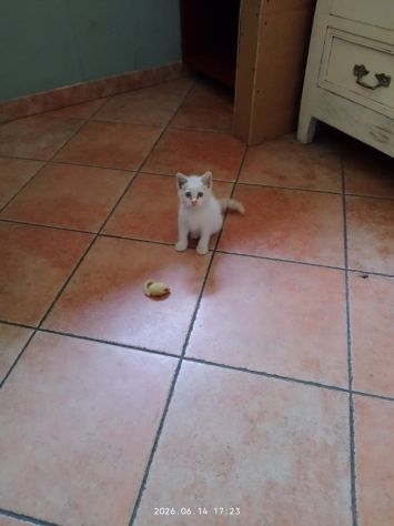 GATTINI ADORABILI - Foto 6