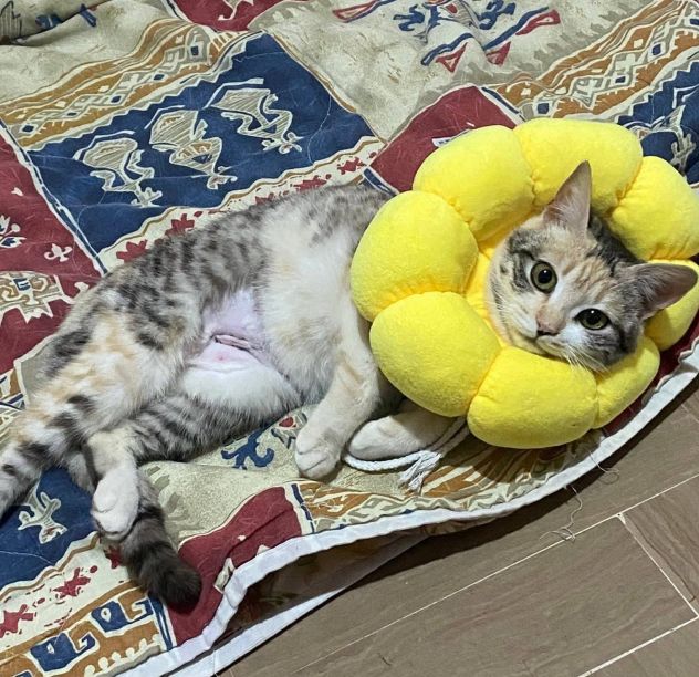 IRIDELLA, dolce micina in adozione! - Foto 6