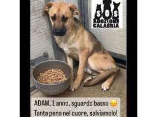 ADAM e KAMIL CUCCIOLONI IN ADOZIONE, BUONI E SOCIEVOLI; SPAVENTATI DAL CANILE