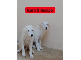 ICARO E IACOPO CUCCIOLI IN ADOZIONE