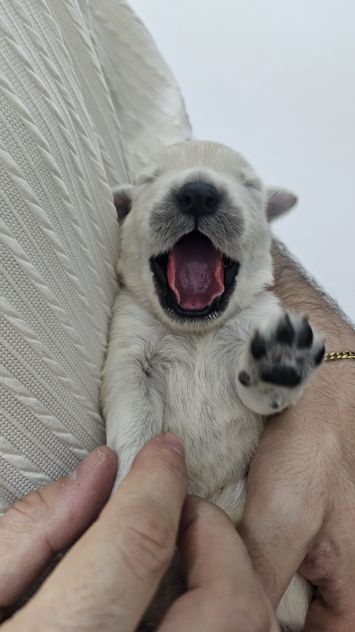 Cuccioli di Golden Retriever Disponibili - Foto 2