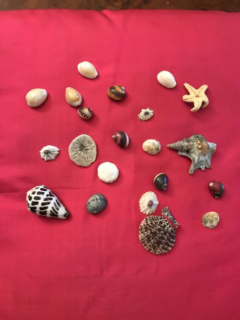 Collezione conchiglie - Foto 3