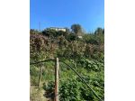 Monte S.Angelo - Palazzina con ampio terreno a vigneto e bosco