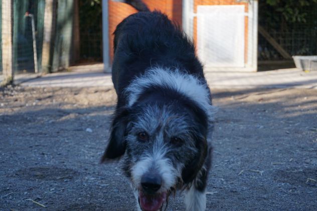 DRAGO, 9 ANNI, SI SEPARANO E LUI VIENE SBATTUTO IN CANILE.. CERCA CASA! - Foto 6