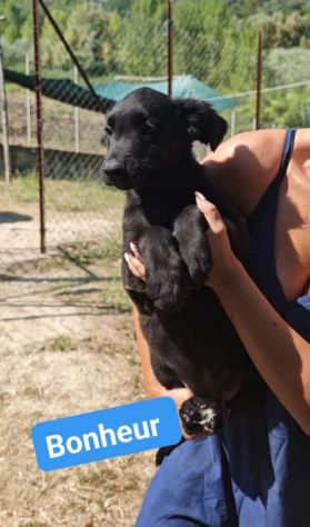 CHANCE E BONHEURE CUCCIOLI IN ADOZIONE - Foto 7