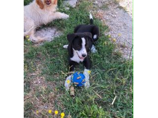 Sono Bobo e sono un cucciolo,sono bello anch'io non mi vedi? adotta non comprare
