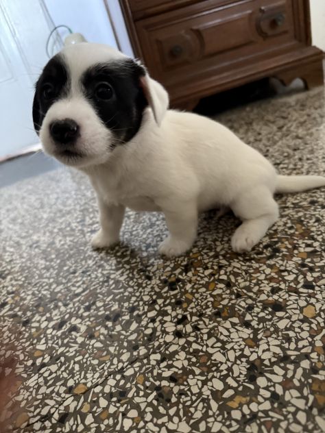 Cuccioli di jack Russell - Foto 5