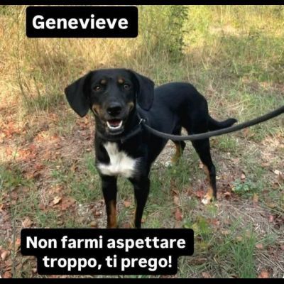 GENEVIEVE E GERALDINE 15 KG PER DUE, DALLA STRADA AL CANILE ADOZIONE - Foto 4