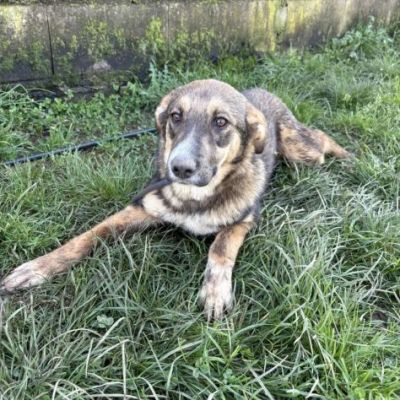 JOHNNY LA DOLCEZZA, CUCCIOLO IN ADOZIONE - Foto 5
