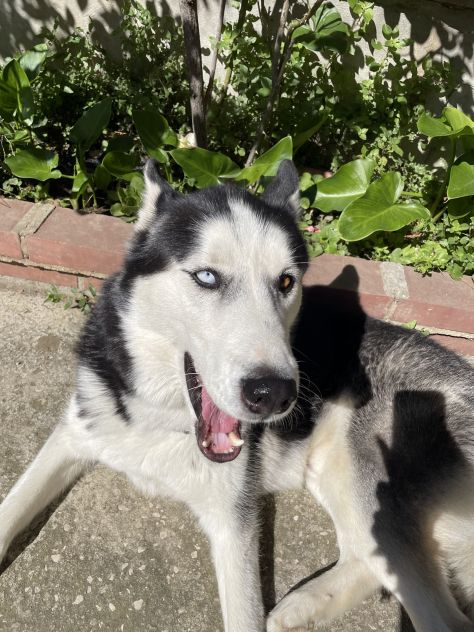 Husky Siberiano disponibile per monta - Foto 7