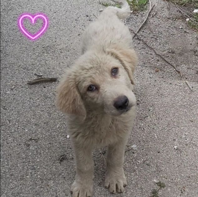 Animali - Foto 4