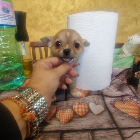Cuccioli di chihuahua cuccioloni - Foto 2