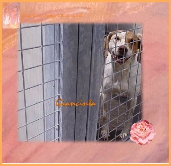 GIACINTA, tenera cagnolina in cerca d'amore - Foto 4