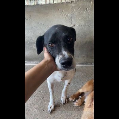 POINT COCCOLONE, DELICATO, POINTER, CANE IN ADOZIONE