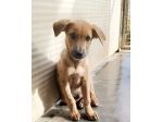 Paride dolce cucciolo in adozione
