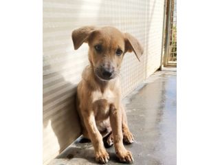 Paride dolce cucciolo in adozione