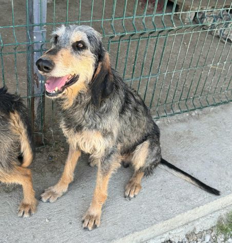 Porthos 5 anni taglia media contenuta - Foto 2