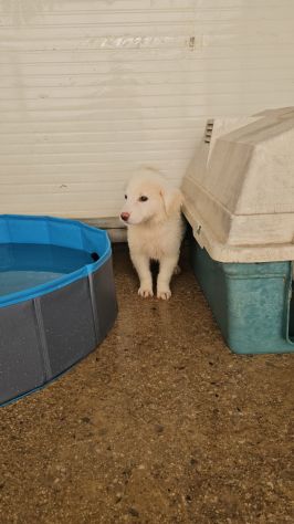 Lella: 3 mesi taglia media - Foto 7