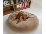 Cuccioli di Setter Irlandese