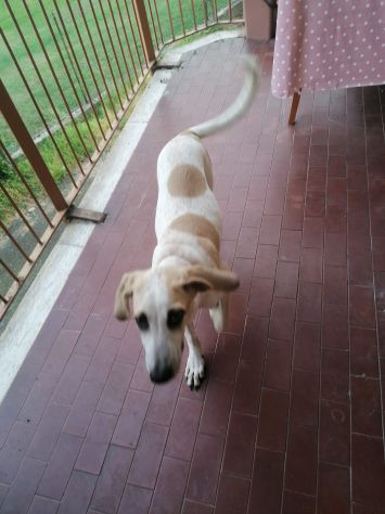 MAYA, affettuosa cucciola - Foto 4