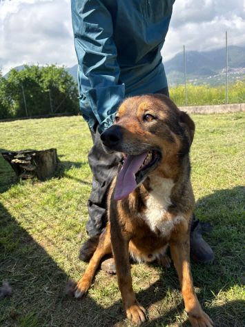 GIOIELLO -cerca coccole urgentemente- - Foto 4