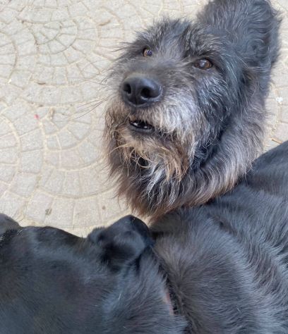 Barbetto spinone cerca famiglia - Foto 4