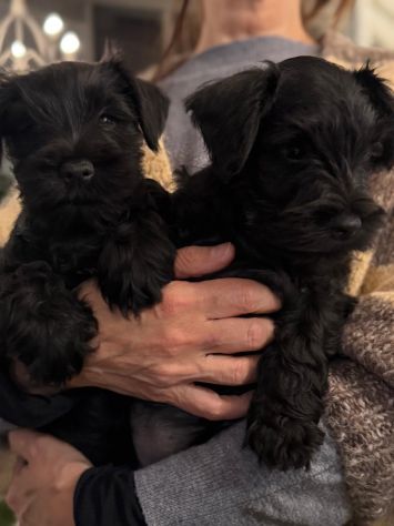 Zwergschnauzer comunemente detto Schnauzer nano - Foto 2