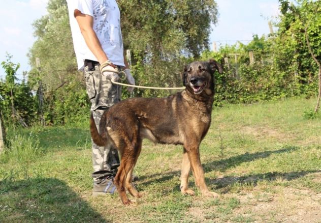 EVA, bellissima cagnolona - Foto 2