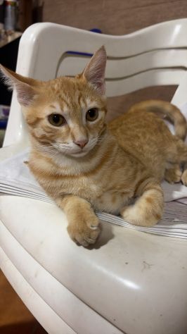 KIMBA, leoncino spettacolare - Foto 2