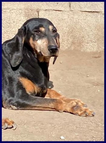 DAIMA sui 7anni buonissima ama le coccole! - Foto 4