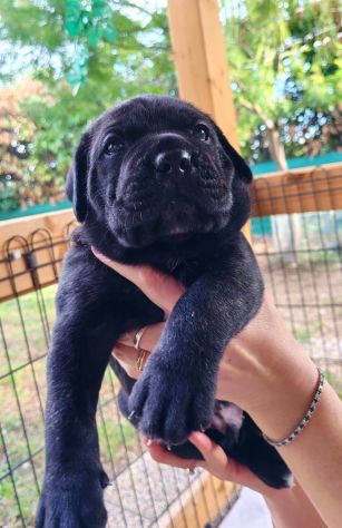 Cuccioli cane corso alta genealogia - Foto 2