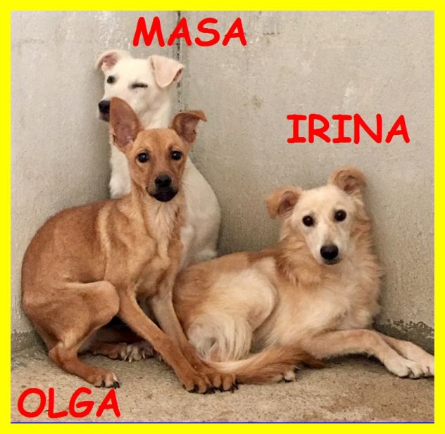 SPLENDIDE CAGNOLINE SPAVETATE SOLE IN CANILE CERCANO CASA - Foto 2