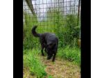 ALBERTO, lupetto allegro socievole taglia medio contenuta, CAGNOLINO IN ADOZIONE