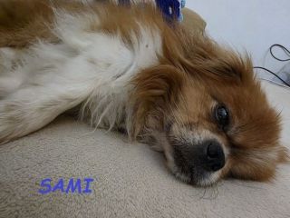 SAMI pechinese 9anni buono con tutti! URGENTE