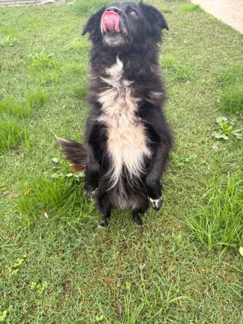 JACK dolcissimo e socievolissimo CAGNOLINO IN ADOZIONE - Foto 4