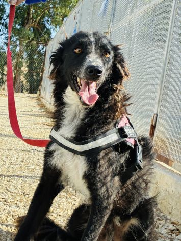 Conny, dolcissimo incrocio border collie taglia medio-piccola - Foto 5